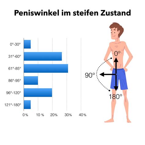 penisarten|Der Penis bei einer Erektion .